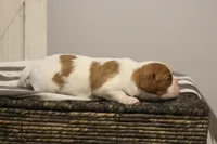 Iris , a female Cavalier King Charles Spaniel for sale in Columbiana, OH – Photo 5 of 10