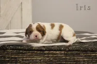 Iris , a female Cavalier King Charles Spaniel for sale in Columbiana, OH – Photo 1 of 10