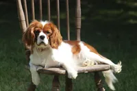 Iris , a female Cavalier King Charles Spaniel for sale in Columbiana, OH – Photo 10 of 10