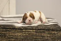 Iris , a female Cavalier King Charles Spaniel for sale in Columbiana, OH – Photo 2 of 10