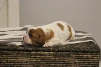 Iris , a female Cavalier King Charles Spaniel for sale in Columbiana, OH – Photo 8 of 10