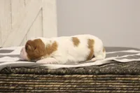 Iris , a female Cavalier King Charles Spaniel for sale in Columbiana, OH – Photo 7 of 10