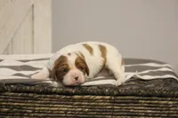 Iris , a female Cavalier King Charles Spaniel for sale in Columbiana, OH – Photo 6 of 10