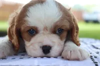 Jem, a male Cavalier King Charles Spaniel for sale in Leetonia, OH – 7 of 10