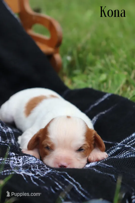 Kona  – Cavalier King Charles Spaniel puppy for sale in Columbiana, OH