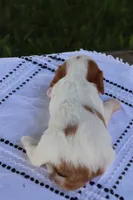 Kona , a female Cavalier King Charles Spaniel for sale in Leetonia, OH – 4 of 5