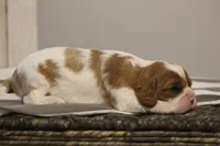 Ivy , a female Cavalier King Charles Spaniel for sale in Columbiana, OH – Photo 6 of 8