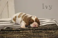 Ivy , a female Cavalier King Charles Spaniel for sale in Columbiana, OH – Photo 1 of 8