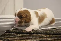 Ivy , a female Cavalier King Charles Spaniel for sale in Columbiana, OH – Photo 5 of 8