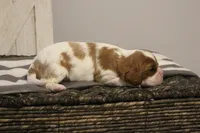 Ivy , a female Cavalier King Charles Spaniel for sale in Columbiana, OH – Photo 2 of 8