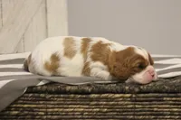 Ivy , a female Cavalier King Charles Spaniel for sale in Columbiana, OH – Photo 4 of 8