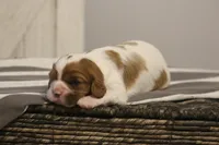 Ivy , a female Cavalier King Charles Spaniel for sale in Columbiana, OH – Photo 3 of 8