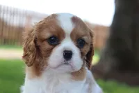 Jill, a female Cavalier King Charles Spaniel for sale in Columbiana, OH – 2 of 9