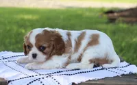 Jill, a female Cavalier King Charles Spaniel for sale in Columbiana, OH – 6 of 9