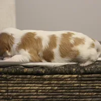 Ida , a female Cavalier King Charles Spaniel for sale in Columbiana, OH – Photo 4 of 8