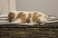 Ida , a female Cavalier King Charles Spaniel for sale in Columbiana, OH – Photo 4 of 8