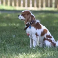 Ida , a female Cavalier King Charles Spaniel for sale in Columbiana, OH – Photo 7 of 8