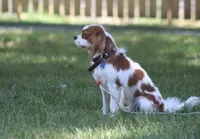 Ida , a female Cavalier King Charles Spaniel for sale in Columbiana, OH – Photo 7 of 8