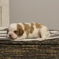 Ida , a female Cavalier King Charles Spaniel for sale in Columbiana, OH – Photo 5 of 8