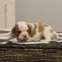 Ida , a female Cavalier King Charles Spaniel for sale in Columbiana, OH – Photo 6 of 8