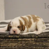 Ida , a female Cavalier King Charles Spaniel for sale in Columbiana, OH – Photo 1 of 8