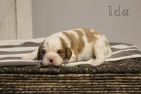 Ida , a female Cavalier King Charles Spaniel for sale in Columbiana, OH – Photo 1 of 8