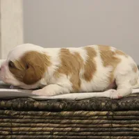 Ida , a female Cavalier King Charles Spaniel for sale in Columbiana, OH – Photo 2 of 8