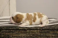 Ida , a female Cavalier King Charles Spaniel for sale in Columbiana, OH – Photo 2 of 8