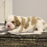 Ida , a female Cavalier King Charles Spaniel for sale in Columbiana, OH – Photo 3 of 8