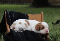 Kyra, a female Cavalier King Charles Spaniel for sale in Columbiana, OH – 3 of 4