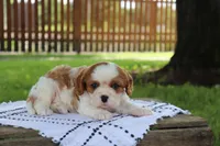 Jem, a male Cavalier King Charles Spaniel for sale in Leetonia, OH – 2 of 10