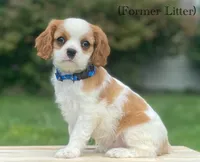 Gina’s Litter, a  Cavalier King Charles Spaniel for sale in Columbiana, OH – 4 of 8