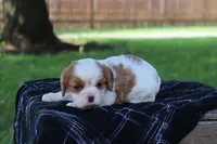 Kyra, a female Cavalier King Charles Spaniel for sale in Leetonia, OH – 7 of 8