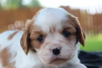 Kola , a female Cavalier King Charles Spaniel for sale in Leetonia, OH – 3 of 7