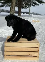 Bessie, a female German Shepherd Dog and Labrador Retriever for sale in Columbiana, OH – Photo 1 of 4