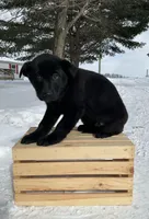 Bessie, a female German Shepherd Dog and Labrador Retriever for sale in Columbiana, OH – Photo 4 of 4