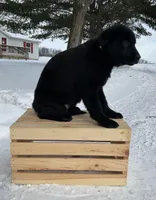 Bessie, a female German Shepherd Dog and Labrador Retriever for sale in Columbiana, OH – Photo 2 of 4