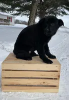 Bessie, a female German Shepherd Dog and Labrador Retriever for sale in Columbiana, OH – Photo 3 of 4