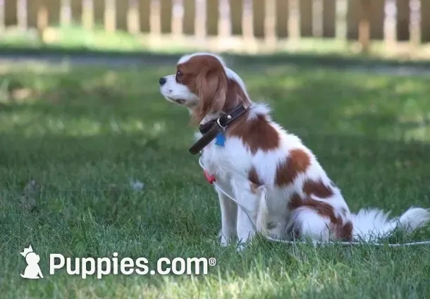 Jem, a male Cavalier King Charles Spaniel for sale in Leetonia, OH – 10 of 10