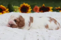 Jess, a female Cavalier King Charles Spaniel for sale in Leetonia, OH – 5 of 10
