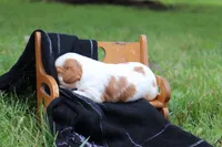 Kyra, a female Cavalier King Charles Spaniel for sale in Columbiana, OH – 4 of 4