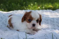 Kyra, a female Cavalier King Charles Spaniel for sale in Leetonia, OH – 2 of 8