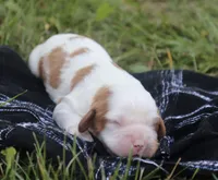 Jess, a female Cavalier King Charles Spaniel for sale in Columbiana, OH – 3 of 5