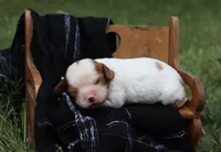 Kona , a female Cavalier King Charles Spaniel for sale in Columbiana, OH – 4 of 4
