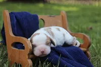 Jem, a male Cavalier King Charles Spaniel for sale in Columbiana, OH – 4 of 6