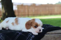 Kyra, a female Cavalier King Charles Spaniel for sale in Leetonia, OH – 8 of 8