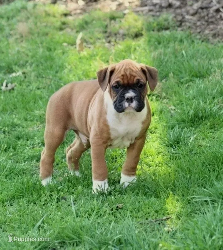 Tanyon  – Boxer puppy for sale in Reinholds, PA
