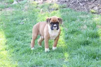 Tanyon , a male Boxer for sale in Reinholds, PA – Photo 2 of 3
