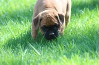 Hunter , a male Boxer for sale in Reinholds, PA – Photo 3 of 4