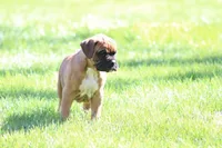 Hunter , a male Boxer for sale in Reinholds, PA – Photo 1 of 4